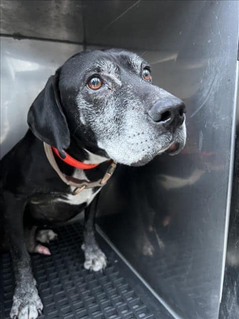 Heartbreak as rescue volunteer saw sadness in senior dog’s face when surrendered to shelter