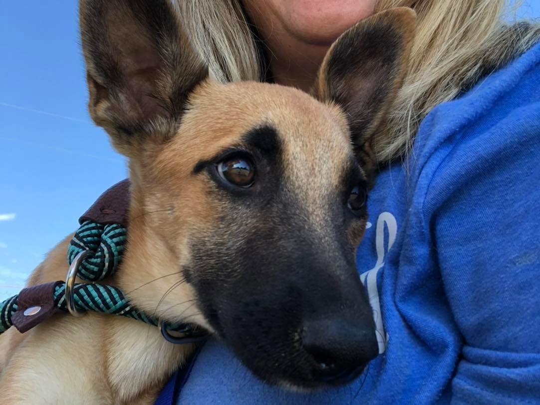 Beautiful Malinois puppy went to an adoption event and no one wanted her