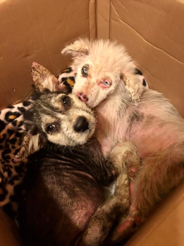 texas-walmart-pups1-773x1030-1