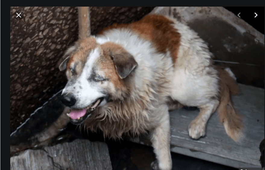 Old blind dog rescued after plummeting down 23-foot storm drain