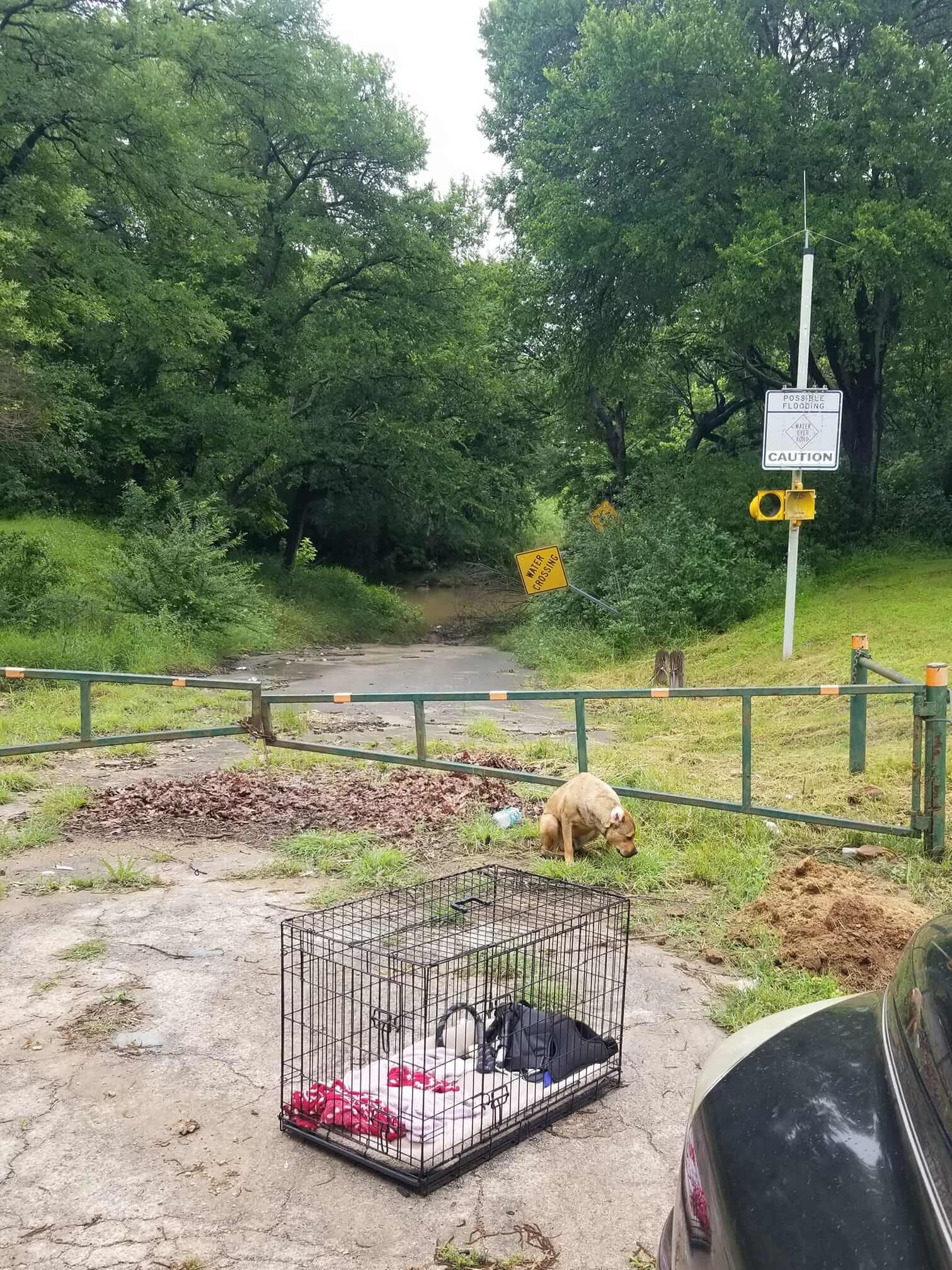 When a dog needs a fairytale ending after being left waiting in front of a creek in the pouring rain, calling on social media for help