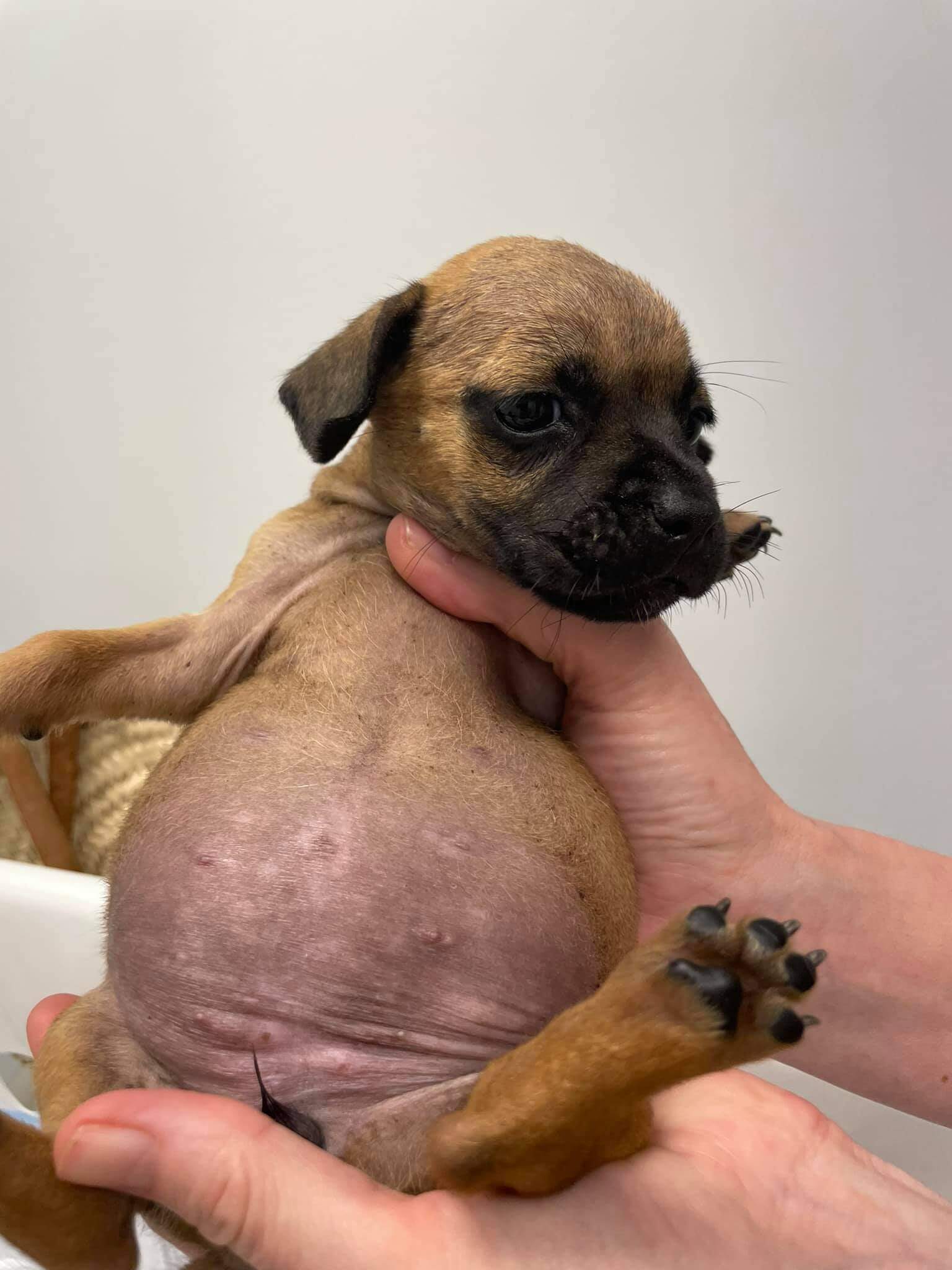 Puppies dumped in cardboard box behind store on 100+ degree day with no water