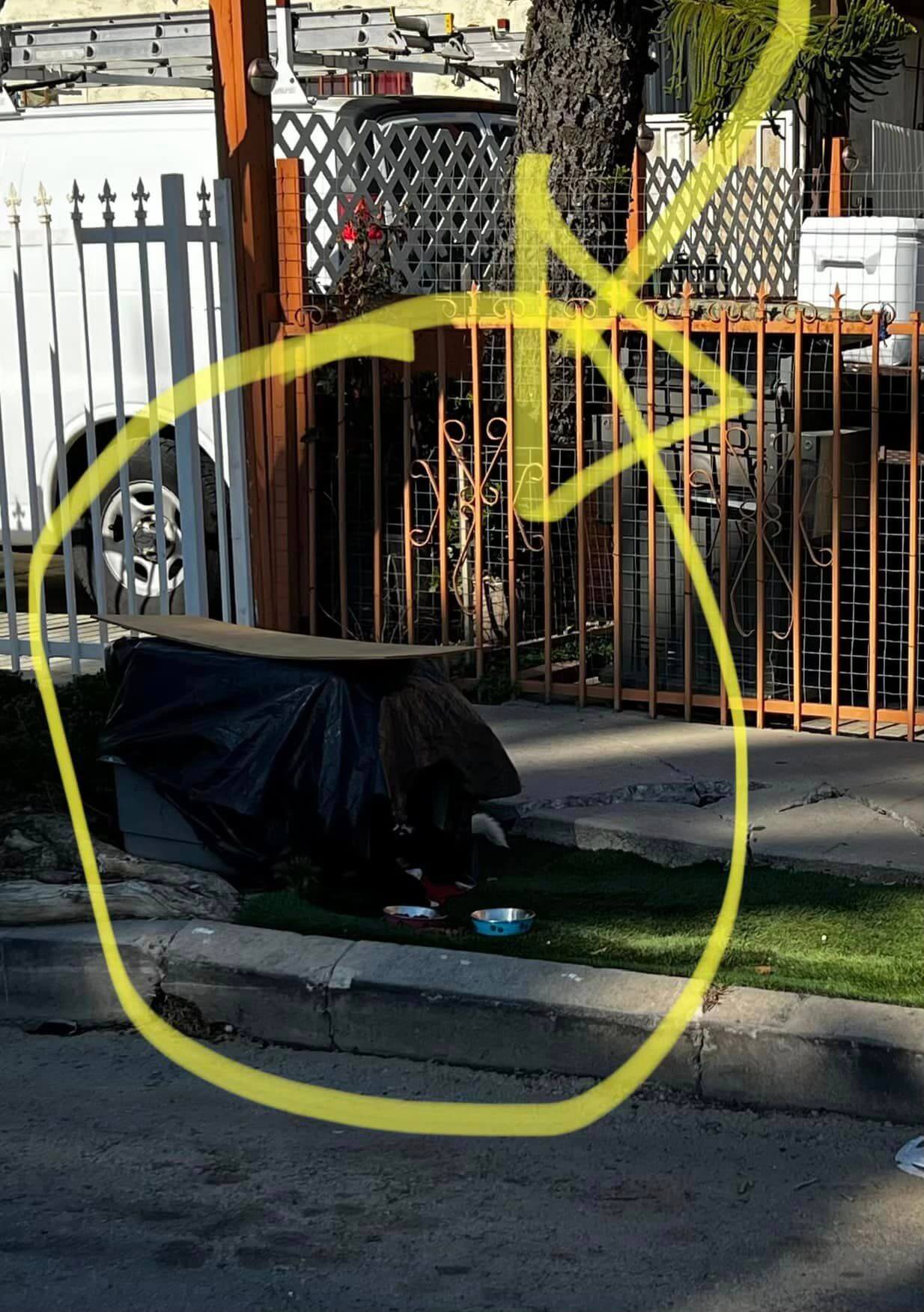 Stray pup lived in a makeshift crate home where he stood guard until kindness arrived