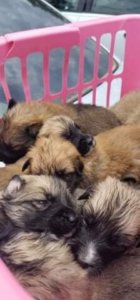 thelma-the-gs-3-140x300-1