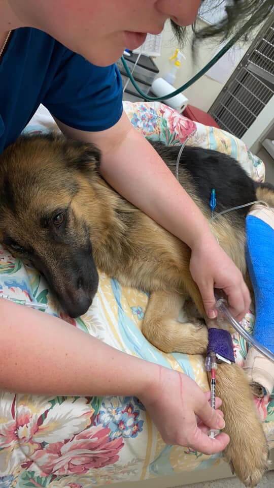 Rescuers help nearly doomed German shepherd mom with 9 puppies