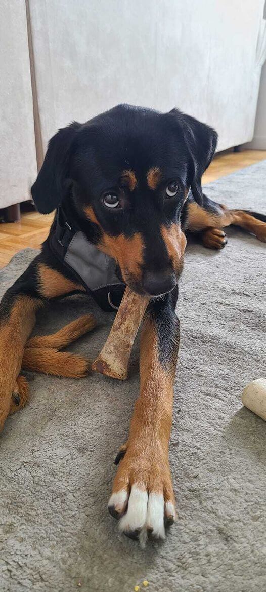 Puppy dumped at NYC shelter for being too big and now his time is up