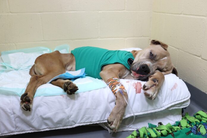 Heartbreaking: Emaciated dog at brink of death rescued on Christmas Eve