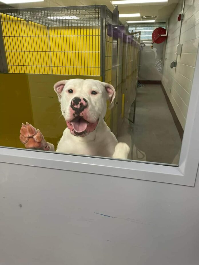 Clever pup ‘busted out of his kennel’ greeting all dogs at the shelter