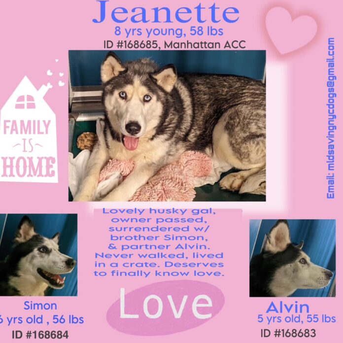 Three huskies lived in crates all their lives and are now on death row in NYC shelter