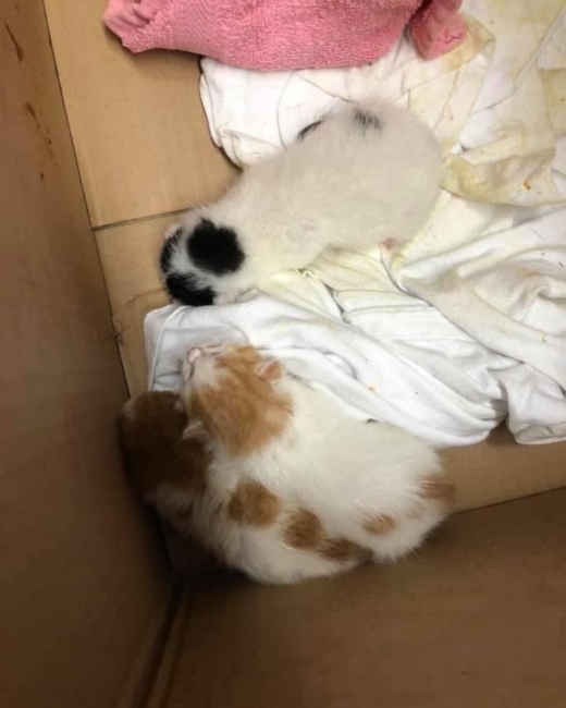 Three newborn kittens lost their mama after she was run over by a car