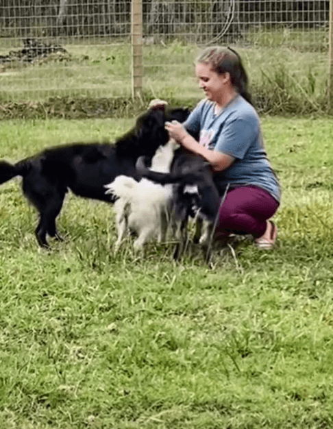 three-stray-dogs-1-1