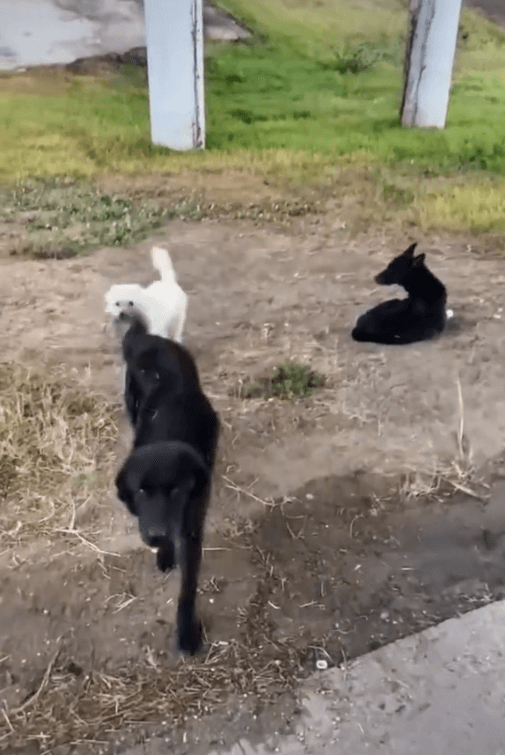 Three stray dogs