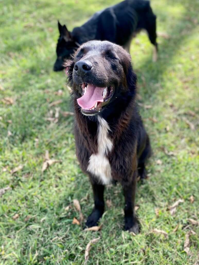 three-stray-dogs-2-773x1030-1