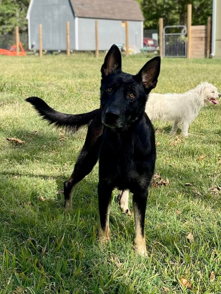three-stray-dogs-4-773x1030-1