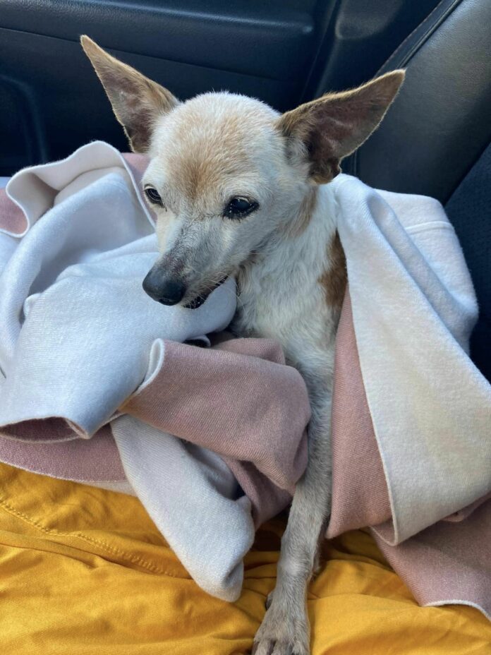 Abandoned when she needed help the most tiny dog tried to survive on the streets
