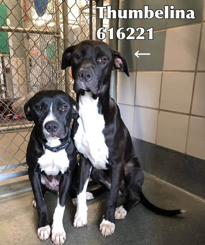 Saving a precious pair of pups ‘dressed in their tuxedos’ from overcrowded Texas shelter