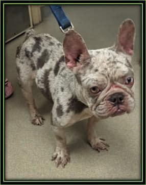 Fancy little Frenchie abandoned on street needs immediate medical rescue