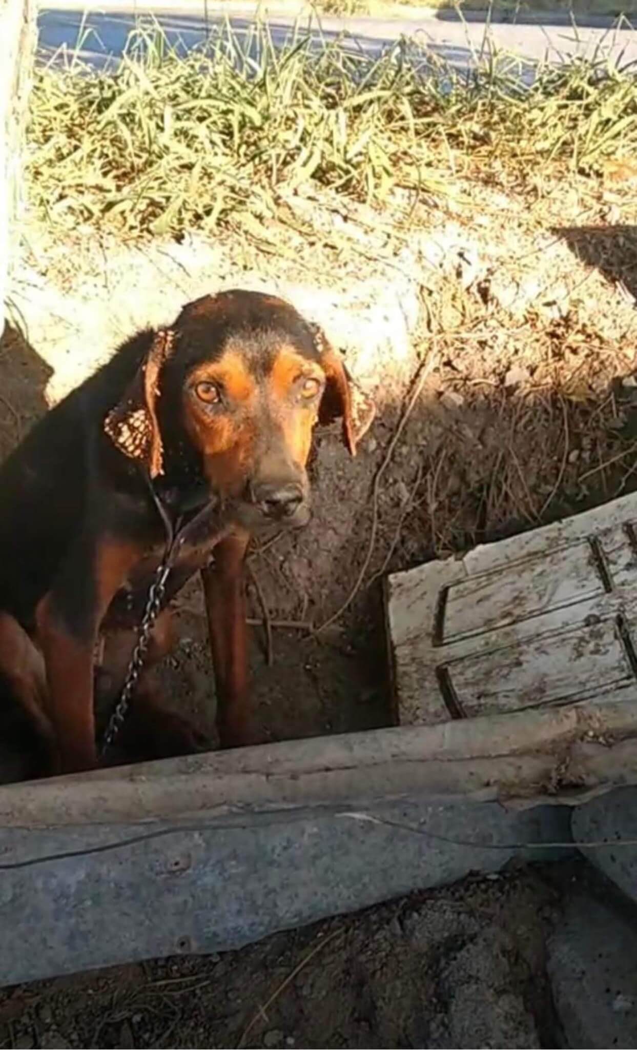 Neglected dog’s home was in a ditch at property edge until help arrived with help of social media