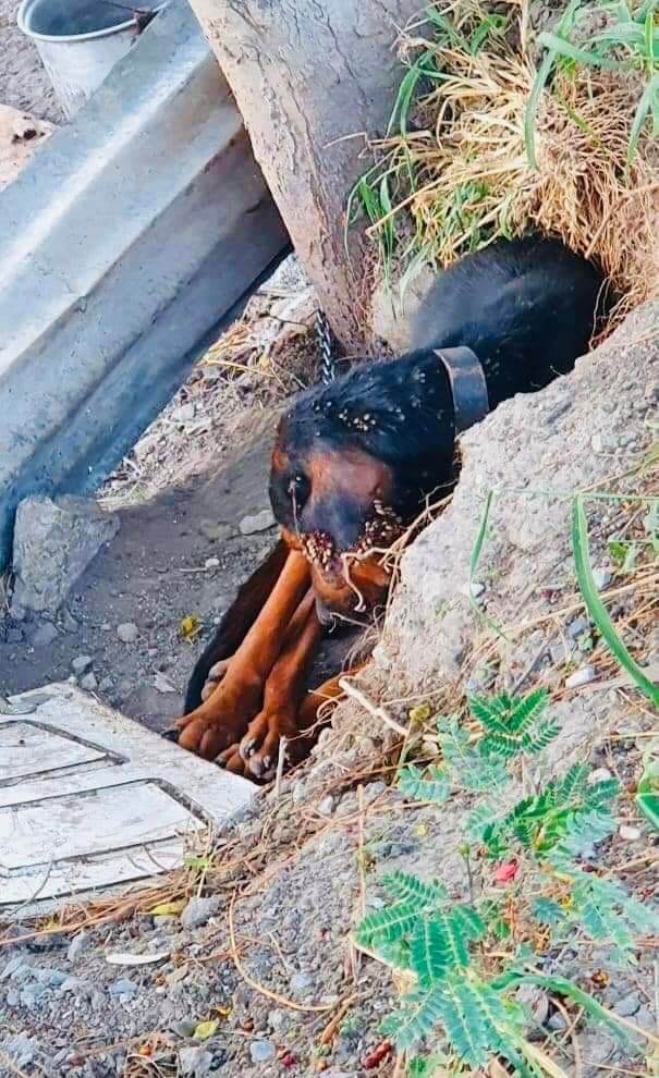tick-dog1