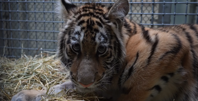 Second chance stripes: Malnourished and abused tiger cub finds hope at Oakland Zoo
