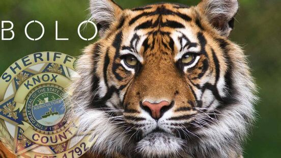 tiger on the loose