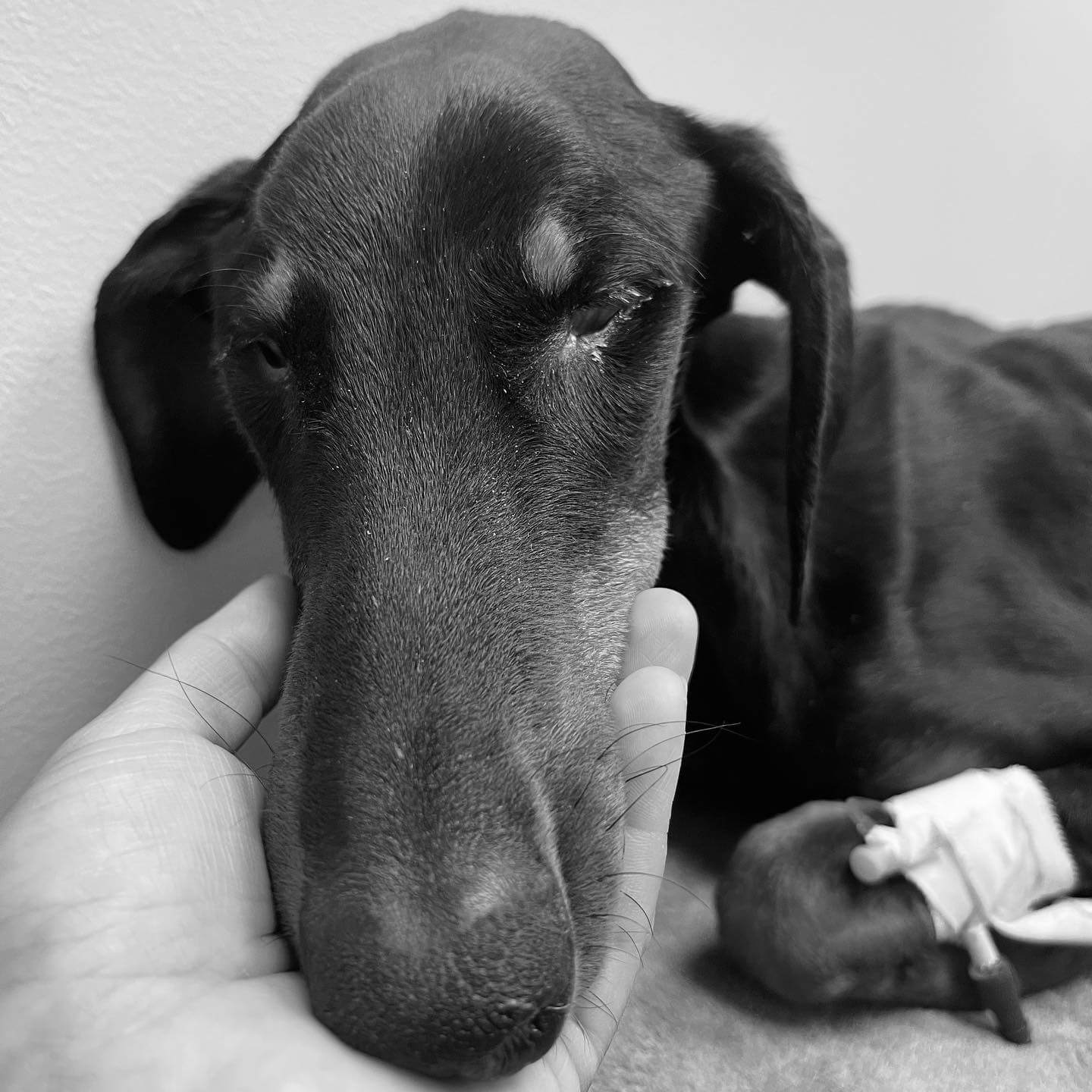 Plans had been made to grant abandoned critically ill young dog one sweet adventure but …