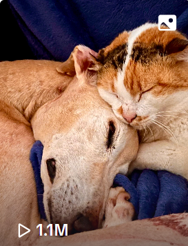 Heartbreaking forever friends Tilly and Winston cross the Rainbow Bridge together