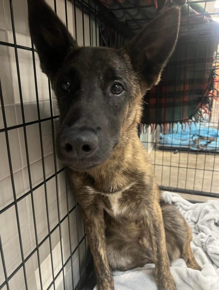 Thrown away and cast off young injured shepherd hoping for a kind heart and help