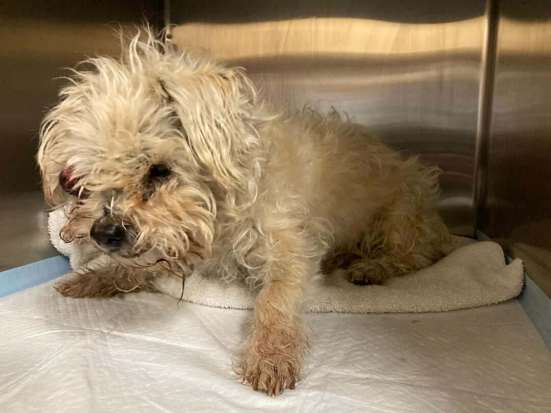Owner dumped ’21 year old’ dog at Los Angeles shelter and he needs our help now