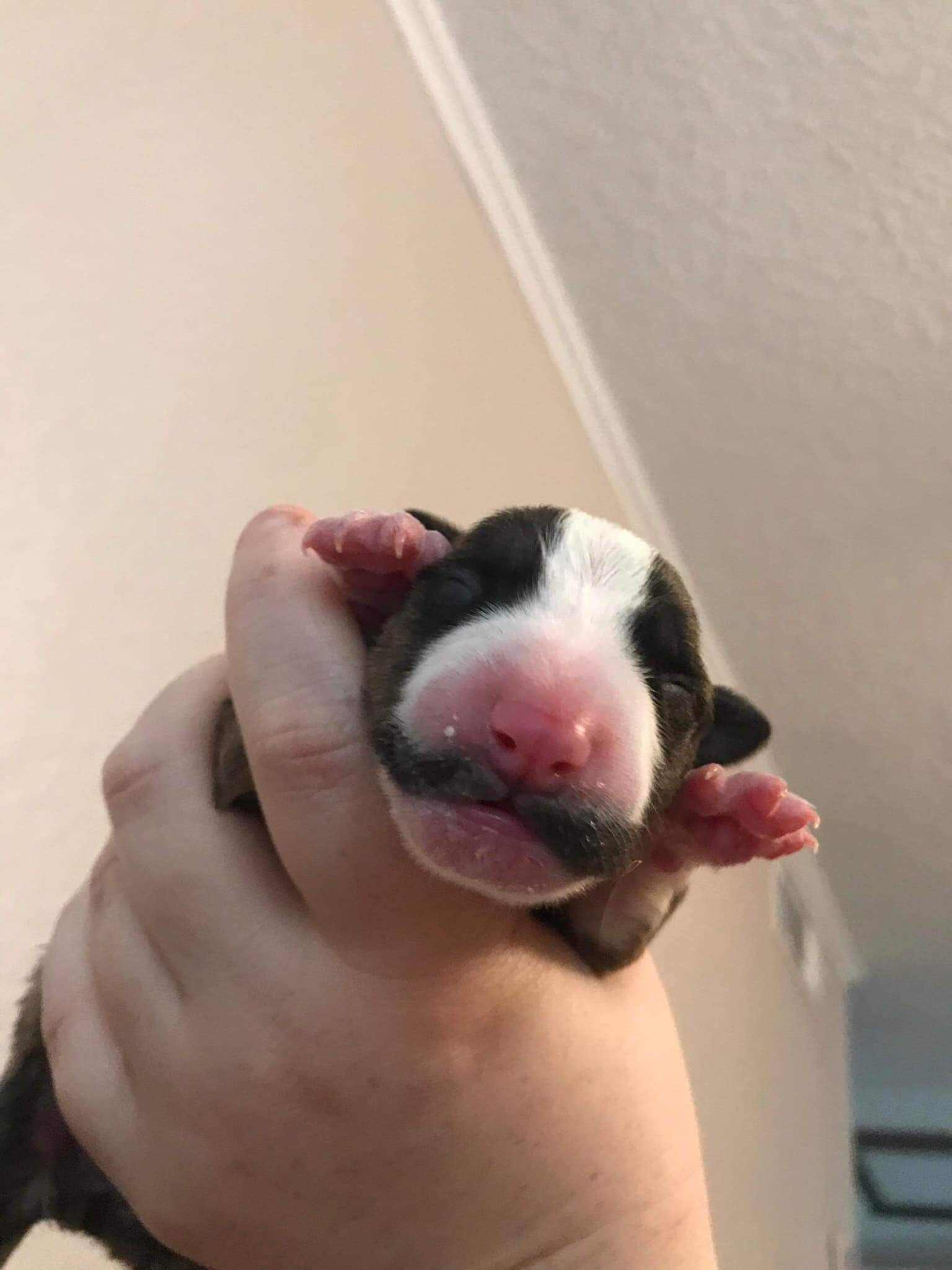 Puppy attacked by his mom at just a day old making great improvements and we are all loving it