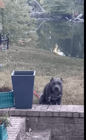 Tina was scheduled to die at Memphis shelter but help came and her life of being adored has begun