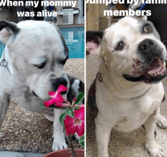 Ultimate act of betrayal: Dog’s owner died from Covid and her family promised to care for her dog, but they didn’t