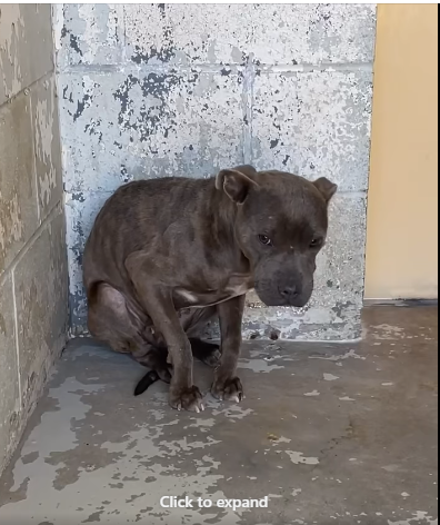 No one has bothered to give ‘Tiny’ a second look and neither did her owner