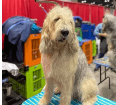 Search is on for nearly extinct dog in St. Louis area