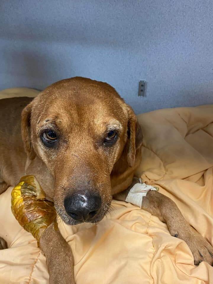 Injured, full of scars and being chased by other loose dogs, one lucky dog gets a second chance