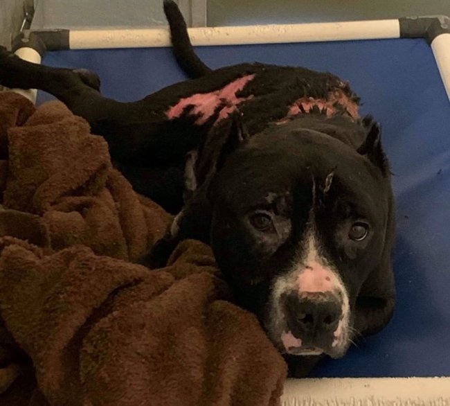 Stray found in Cabarrus County with burns over 70% of his body