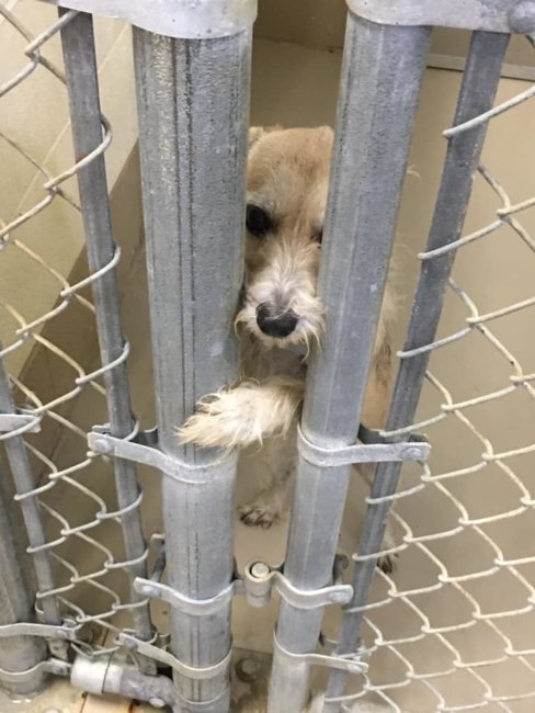 Tennessee animal shelter needs help: 140 animals arrive in less than a week