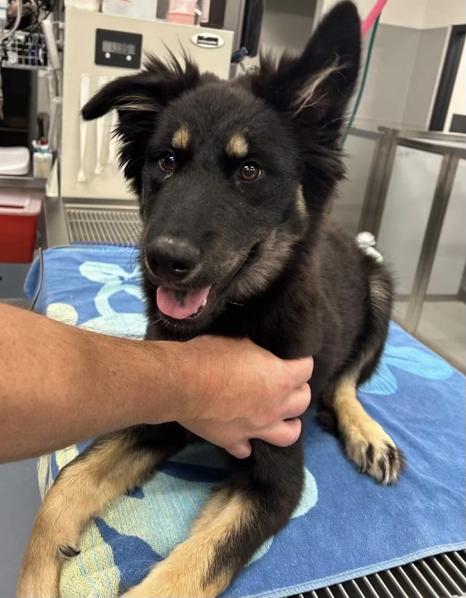 Amazing: 5-month-old puppy who swallowed fish hook successfully underwent endoscopy