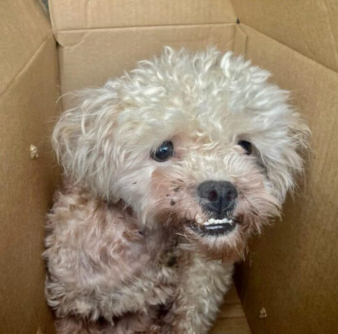 Bomb squad investigated taped cardboard box at bus station which turned out to be abandoned poodle