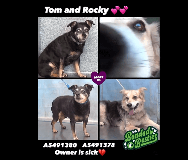 tom-and-rocky-1