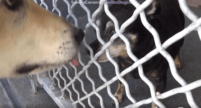 Bonded pair surrendered when their owner hospitalized and hoping someone will save them