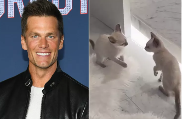 Tom Brady adopts 2 kittens from Tampa shelter his daughter was ‘drawn to’