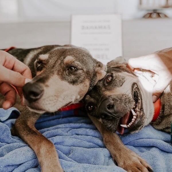 Florida billionaire used yacht to rescue 50 dogs and supply aid to Bahamas