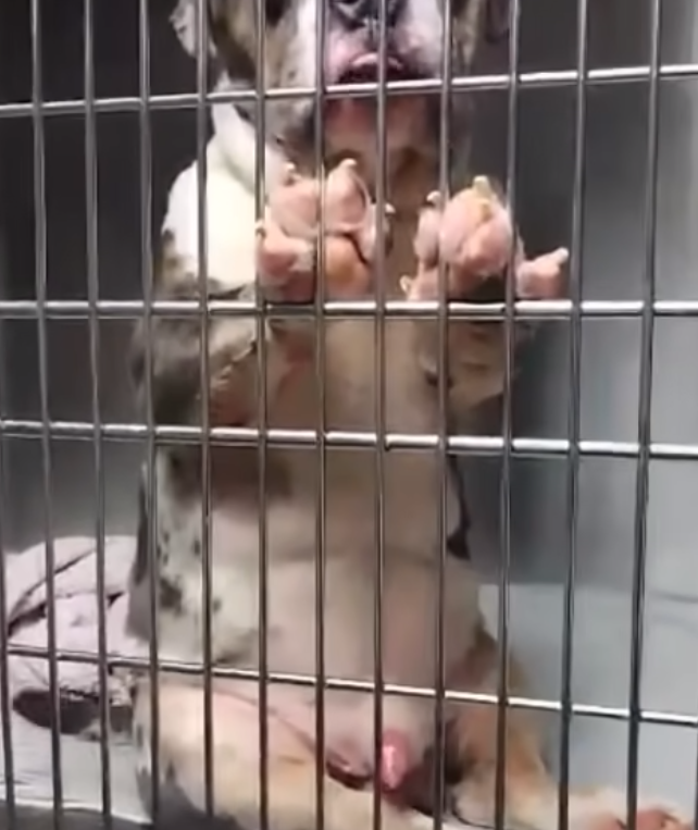 Miami shelter dog sits up like a child for attention whenever anyone passes by his kennel