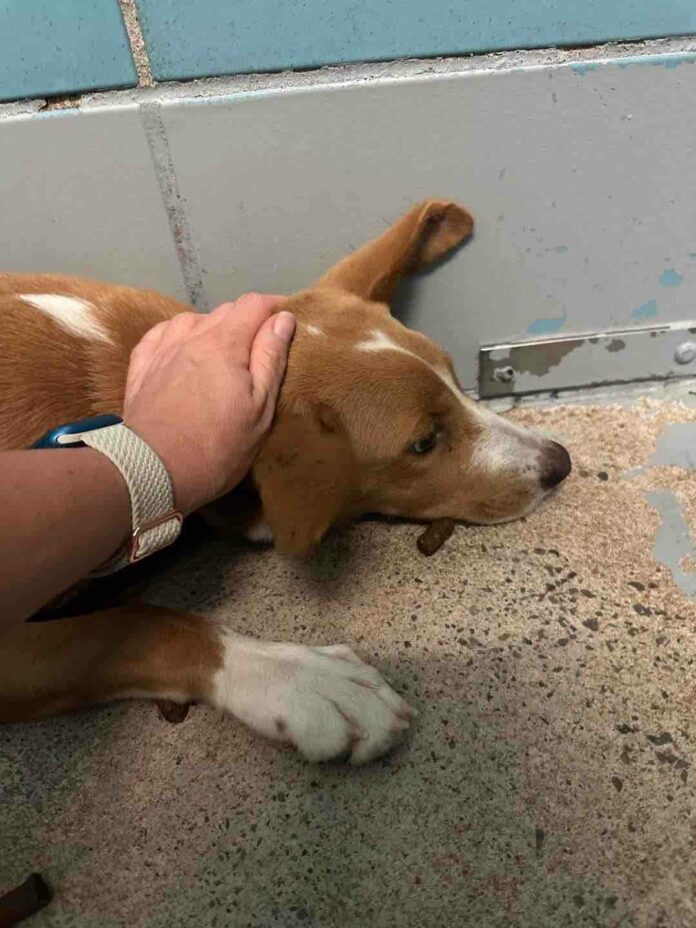 Just a petrified puppy at Texas shelter slated to die at 4 months of age