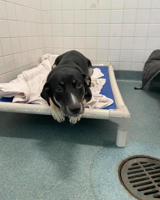 Frightened dog on shelter’s euthanasia list spared at very last moment