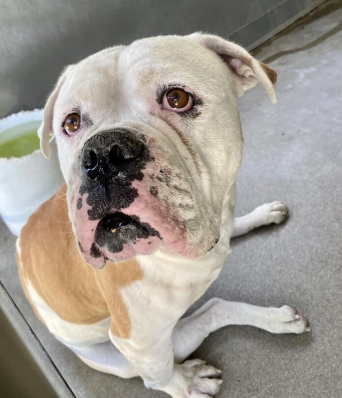 Sweet bulldog needs a friend before it’s too late: Loves water and ice and begs for a home