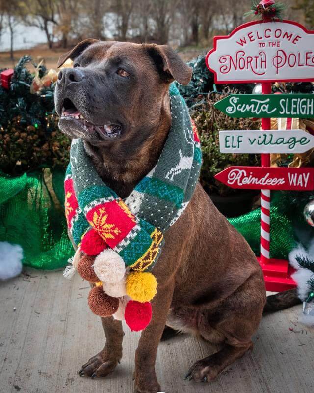 Help Cash find a new home: Kids went to college and their dog of four years was no longer ‘family’