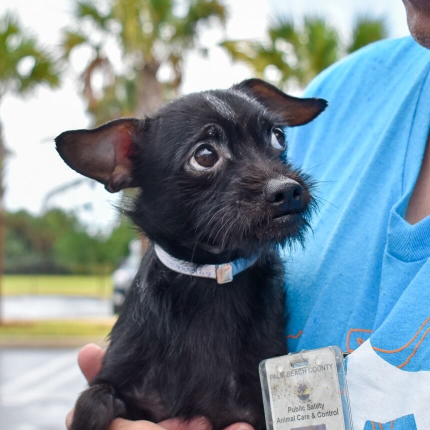 Terrified dogs found on Florida roadside closed in plastic tool box