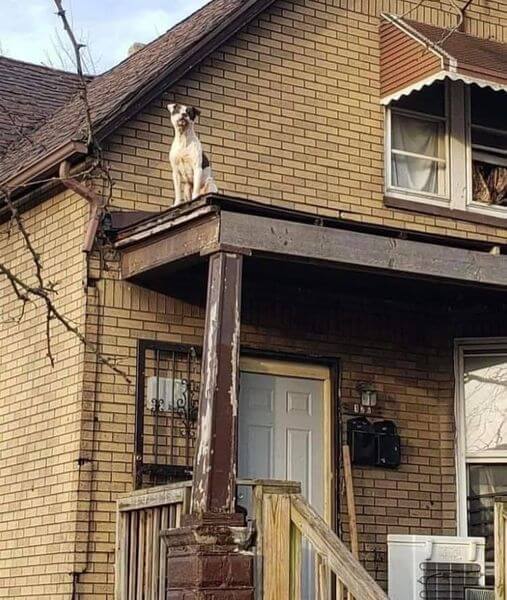 Dog that survived triple murder in his home and crawled out window onto roof set to be euth’ed at shelter